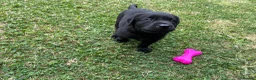 Labrador Retriever dogs for sale: KC REG LABRADOR RETRIEVER PUPPIES  in Waterlooville - Advert 6