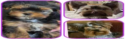 Yorkshire Terrier dogs for sale: Yorkshire terrier(3 months old) - Advert 3