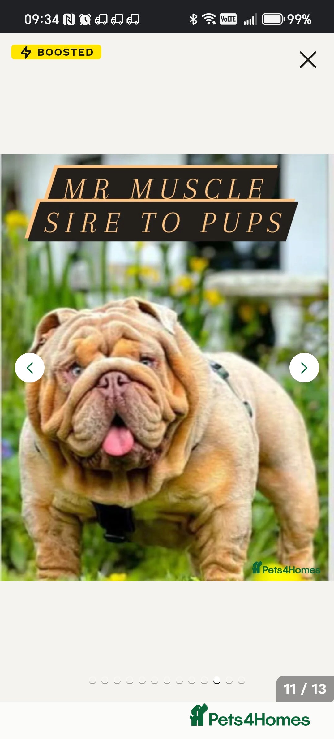 English Bulldog dogs for sale: 2 stunning males from the world famous Mr muscle  - Advert 36