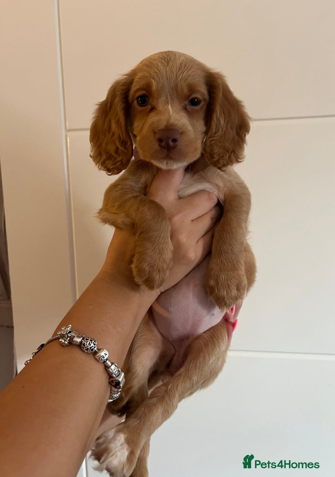 Cocker Spaniel dogs for sale: 2 female purebred cocker spaniels - Image 5