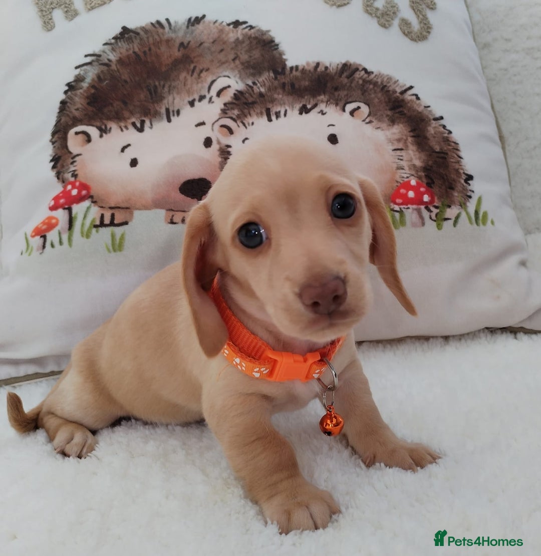 Miniature Dachshund dogs for sale: MINI DACHSHUND CREAM PRA CLEAR - Image 16