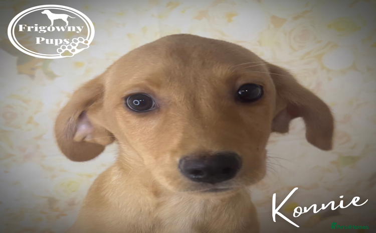 Labrador Retriever dogs - Advert 12