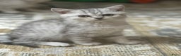 British Shorthair cats for sale: 2 TICA registered BSH kittens  - Advert 27