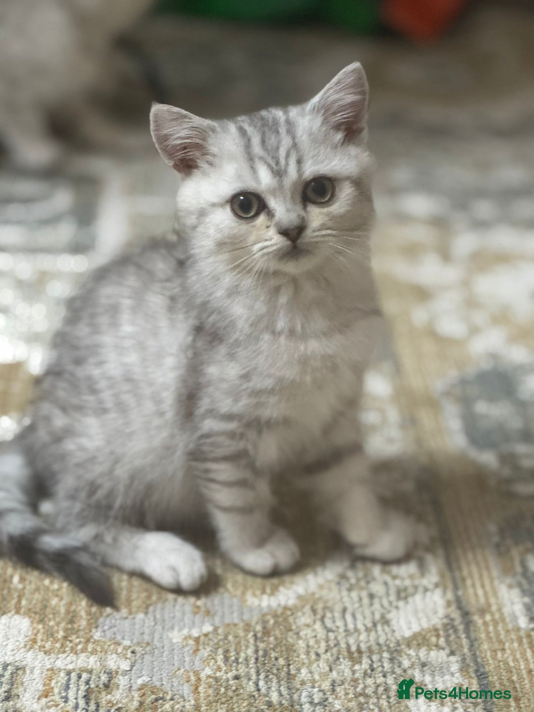 British Shorthair cats for sale: 2 TICA registered BSH kittens  - Advert 27