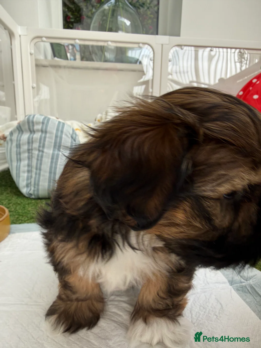 Lhasa Apso dogs for sale: Beautiful Lhasa Apso Boys 8 weeks old - Advert 4