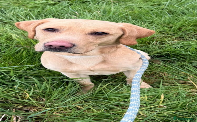 Labrador Retriever dogs - Advert 1