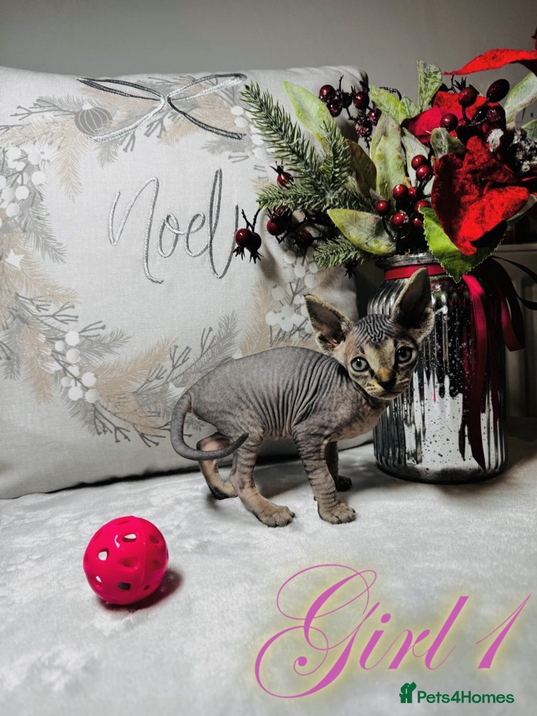 Sphynx cats for sale: Stunning Pedigree Sphynx Kittens - Advert 6