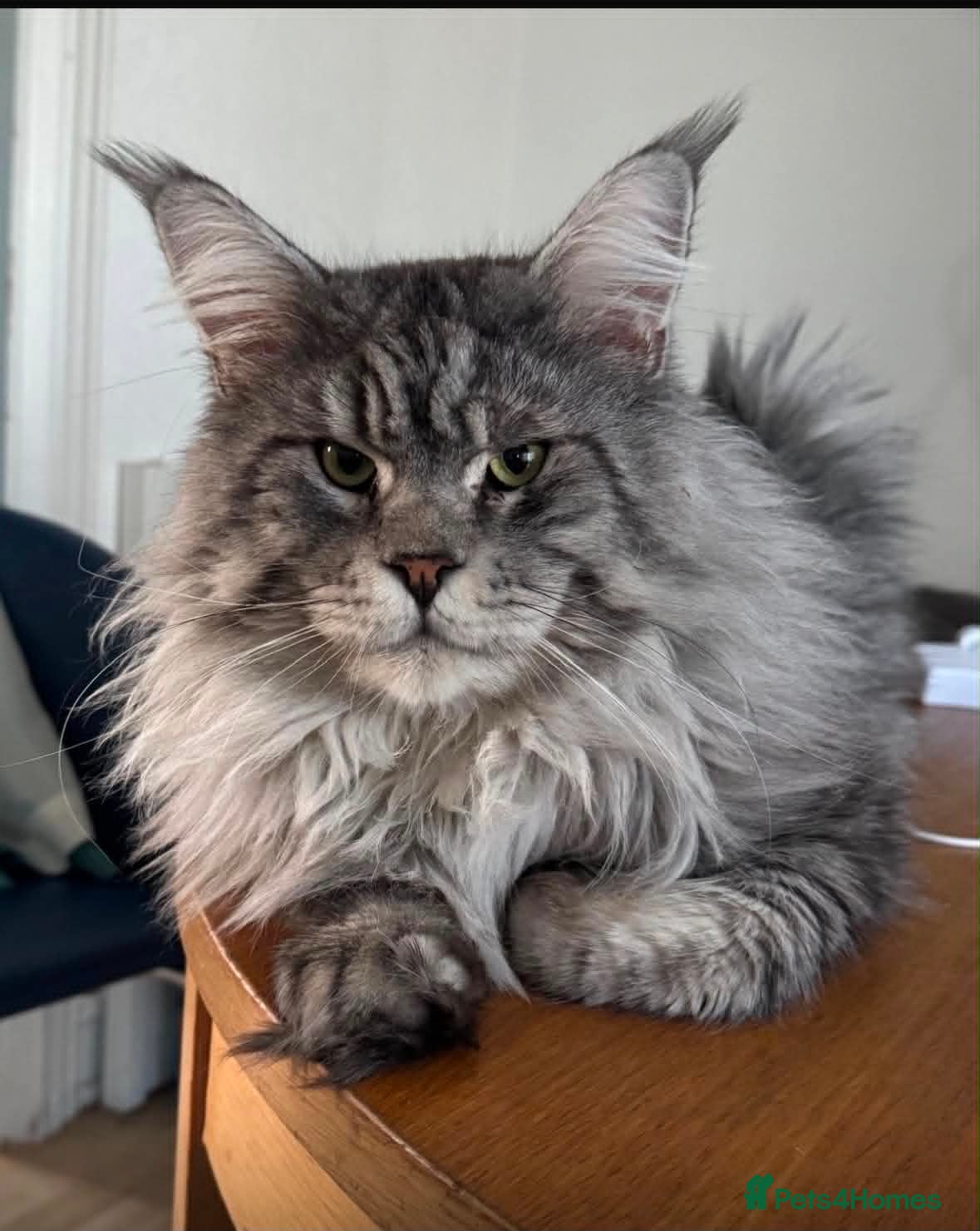 Maine Coon cats DNA tested Maine coon boy active - Advert 2