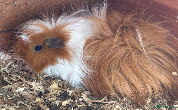 Guinea Pig rodents - Advert 12
