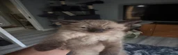 Ragamese cats for sale: Stunning ragamese kittens  - Advert 13