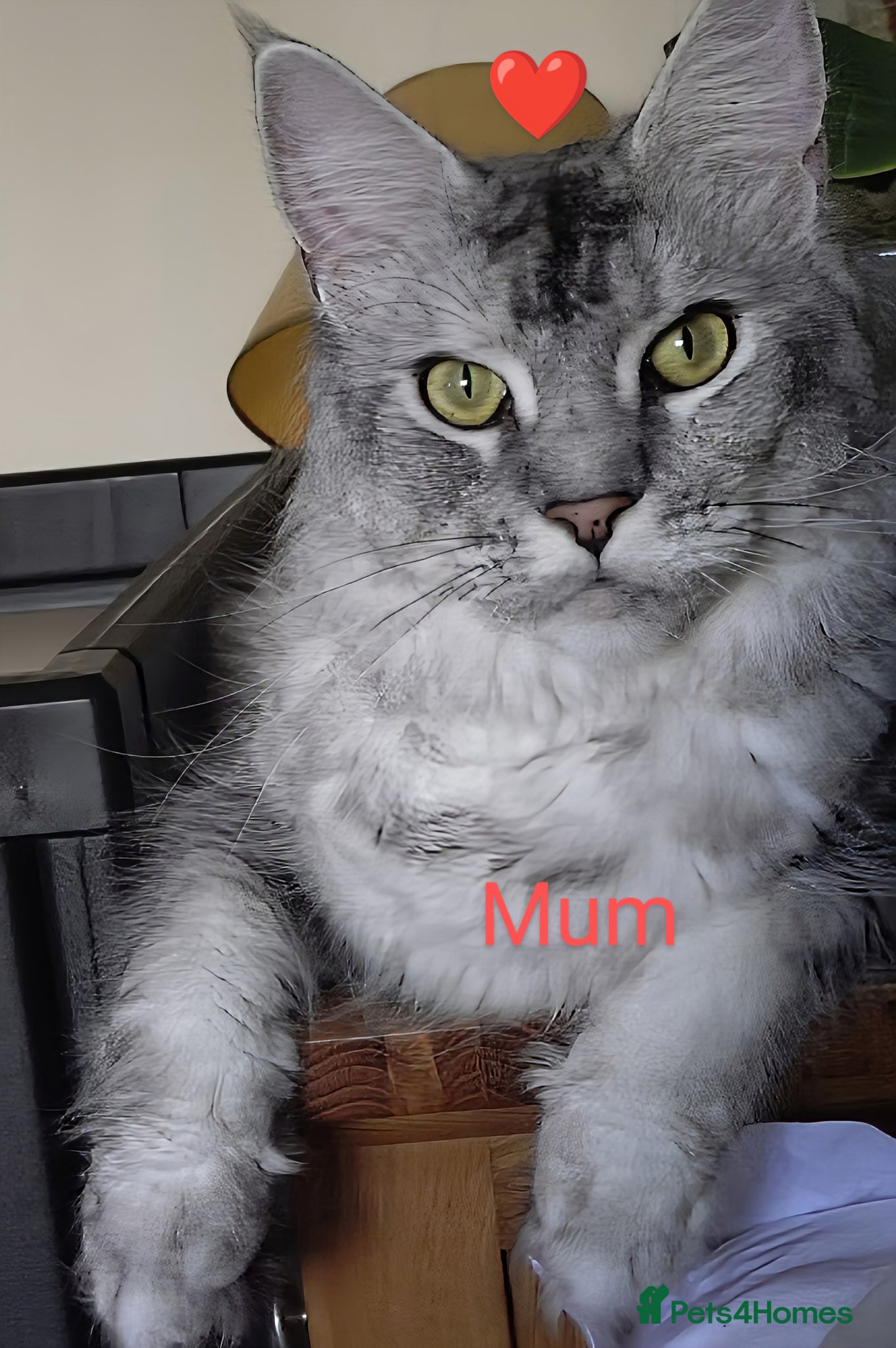 Maine Coon cats for sale: Maine coon boy kitten GCCF pedigree - Advert 17