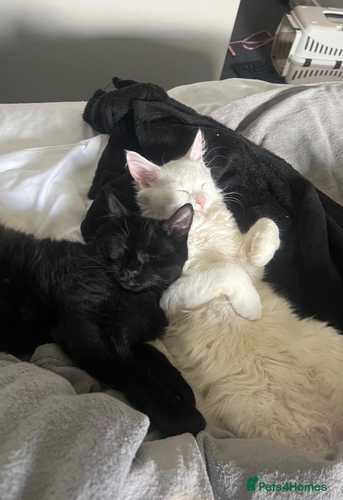 Mixed Breed cats 7 month old siblings must stay together!! - Advert 2