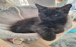 Maine Coon cats for sale: Maine coon cross kittens  - Image 3