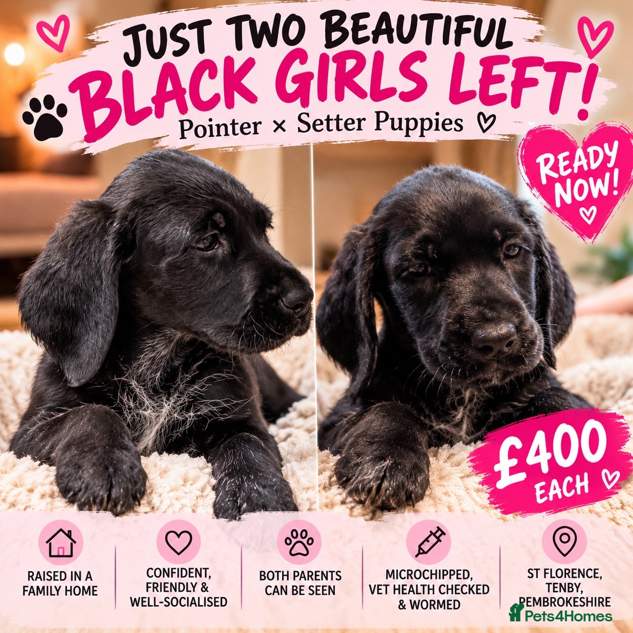 Mixed Breed dogs for sale: Gorgeous Pointer x setter puppies - Advert 1