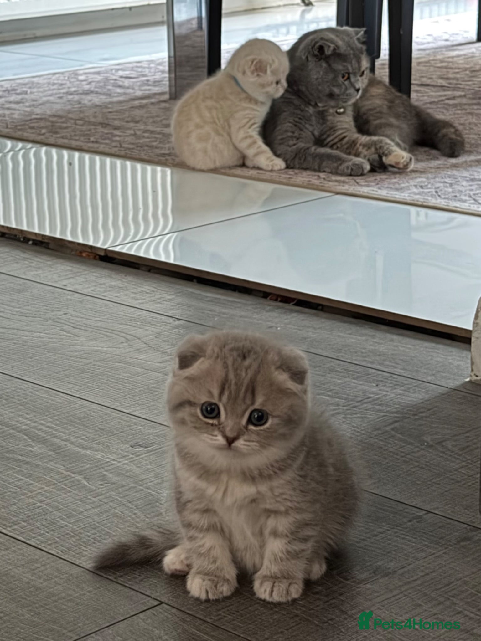 Scottish Fold cats for sale: Beautiful Scottish Fold Kittens Ready From 10/06 in Leatherhead - Advert 16