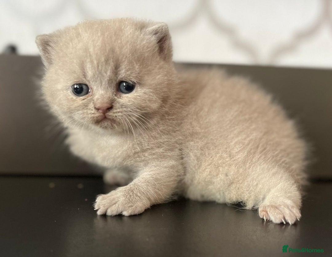 British Shorthair cats for sale: British Shorthair Kittens - Image 11