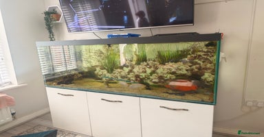 Cichlids fish - Advert 1