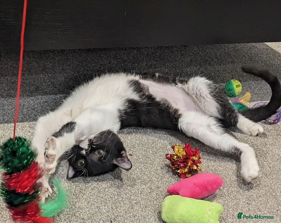 Mixed Breed cats for adoption: DAISY - SOFT GENTLE SPAYED KITTEN USED TO DOG - Advert 10