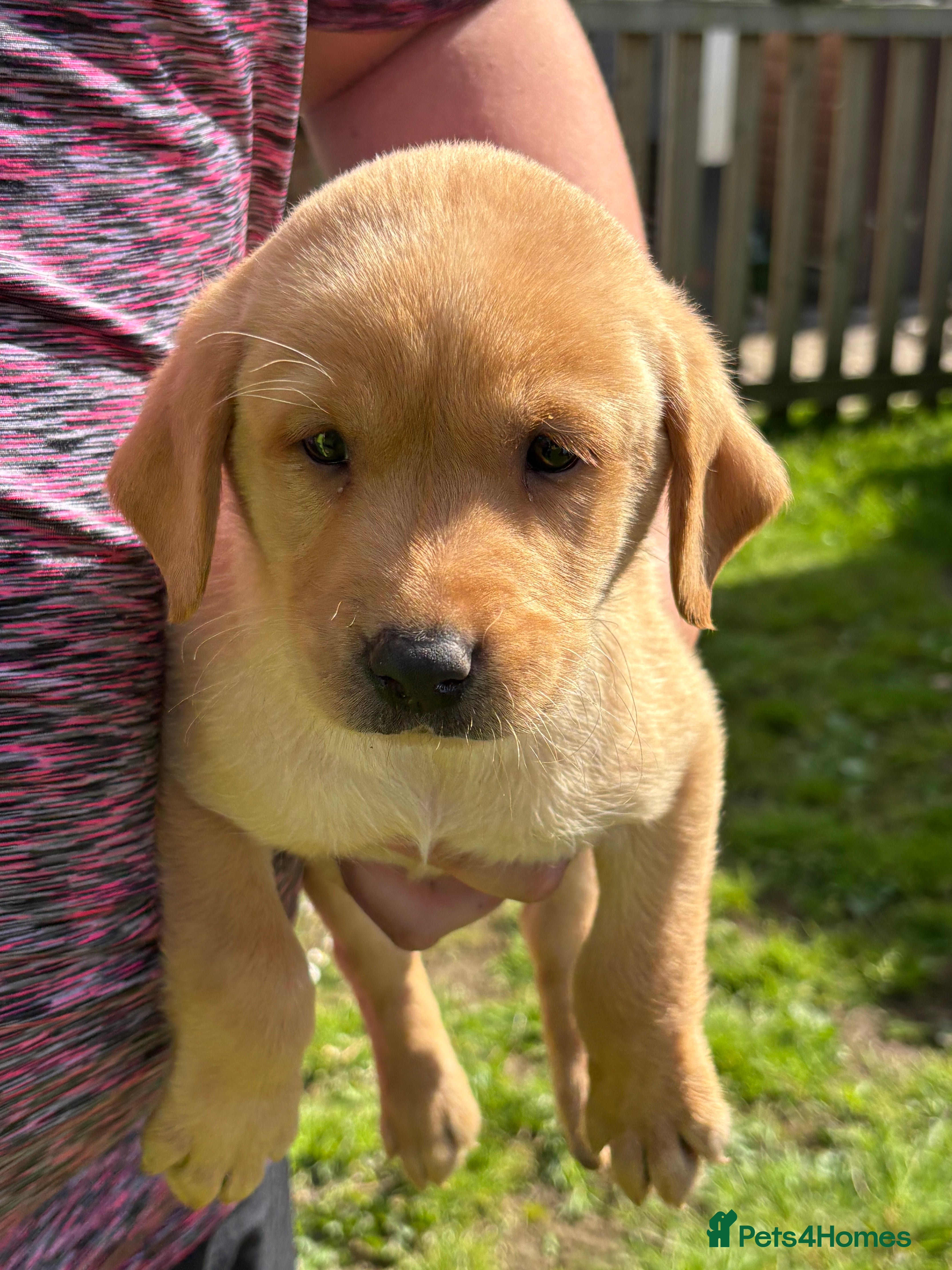 Labrador Retriever dogs Fox red Labrador puppys kc registered  - Advert 2