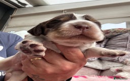 Cocker Spaniel dogs for sale: Outstanding show cocker pups - Image 14