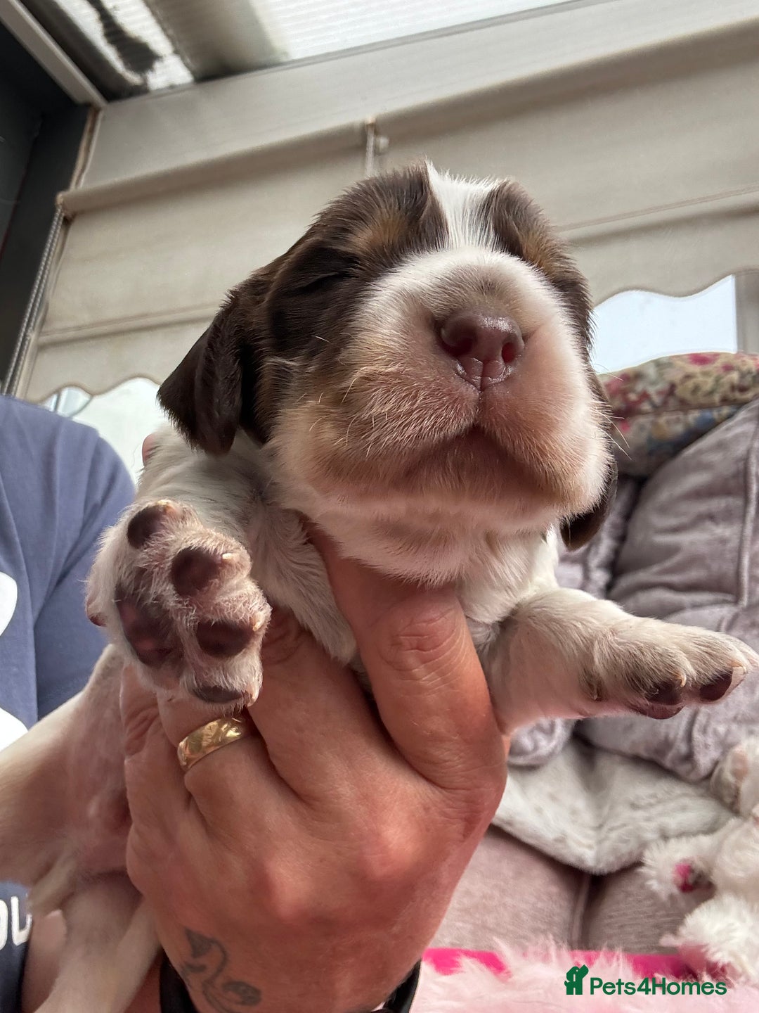 Cocker Spaniel dogs for sale: Outstanding show cocker pups - Image 14