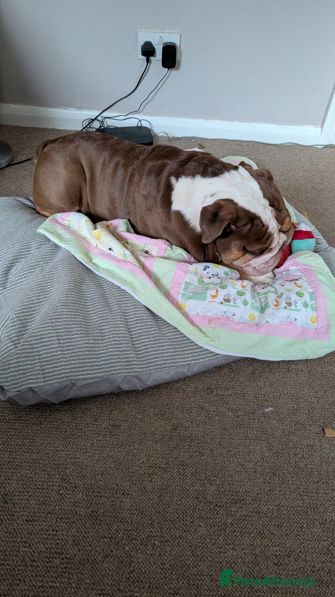 English Bulldog dogs for sale: Rolo  - Advert 2