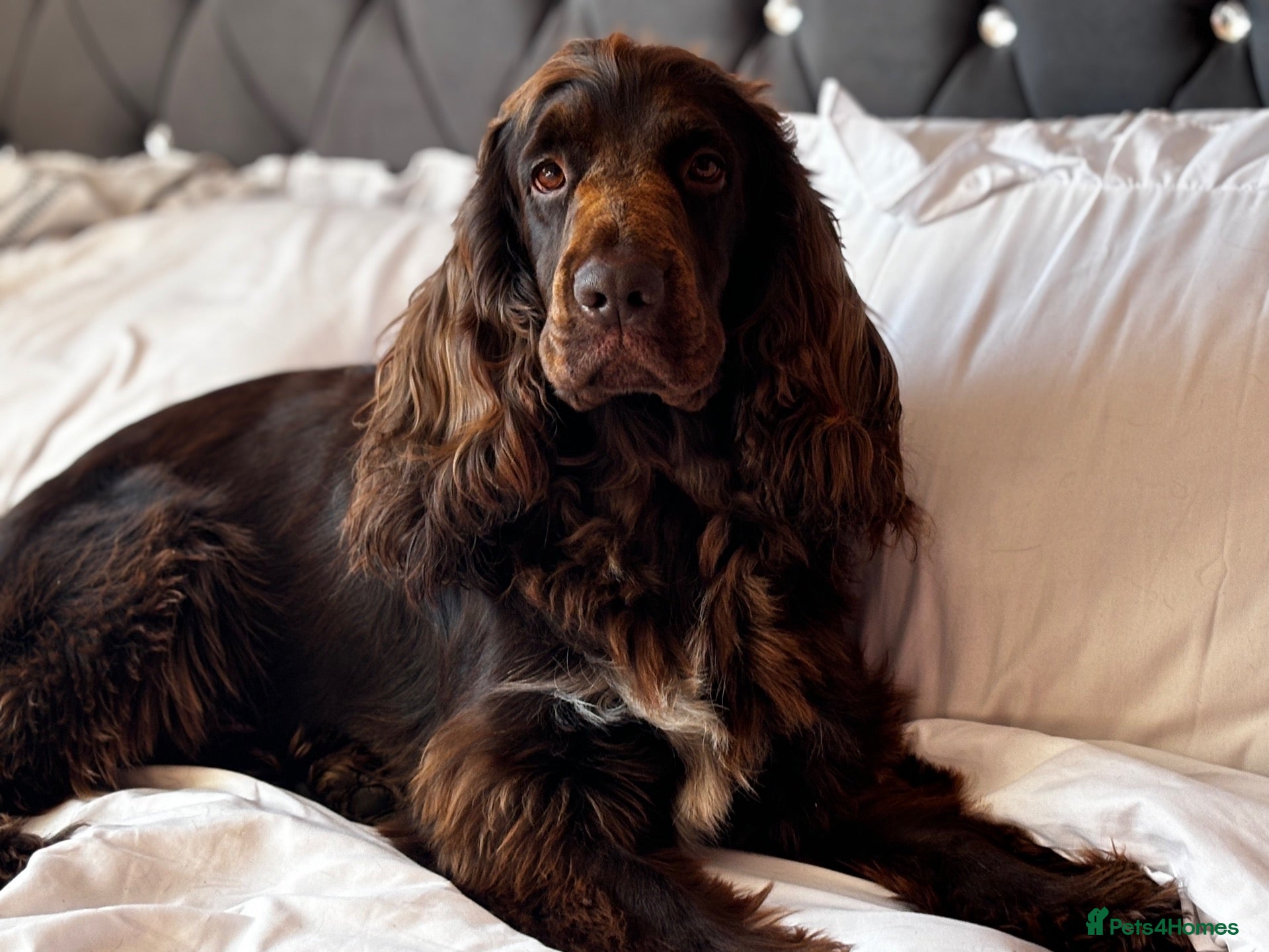 Cockapoo dogs Cockapoo rainbow litter 🌈  - Advert 2