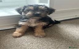 Morkie dogs for sale: Morkie male - Image 3