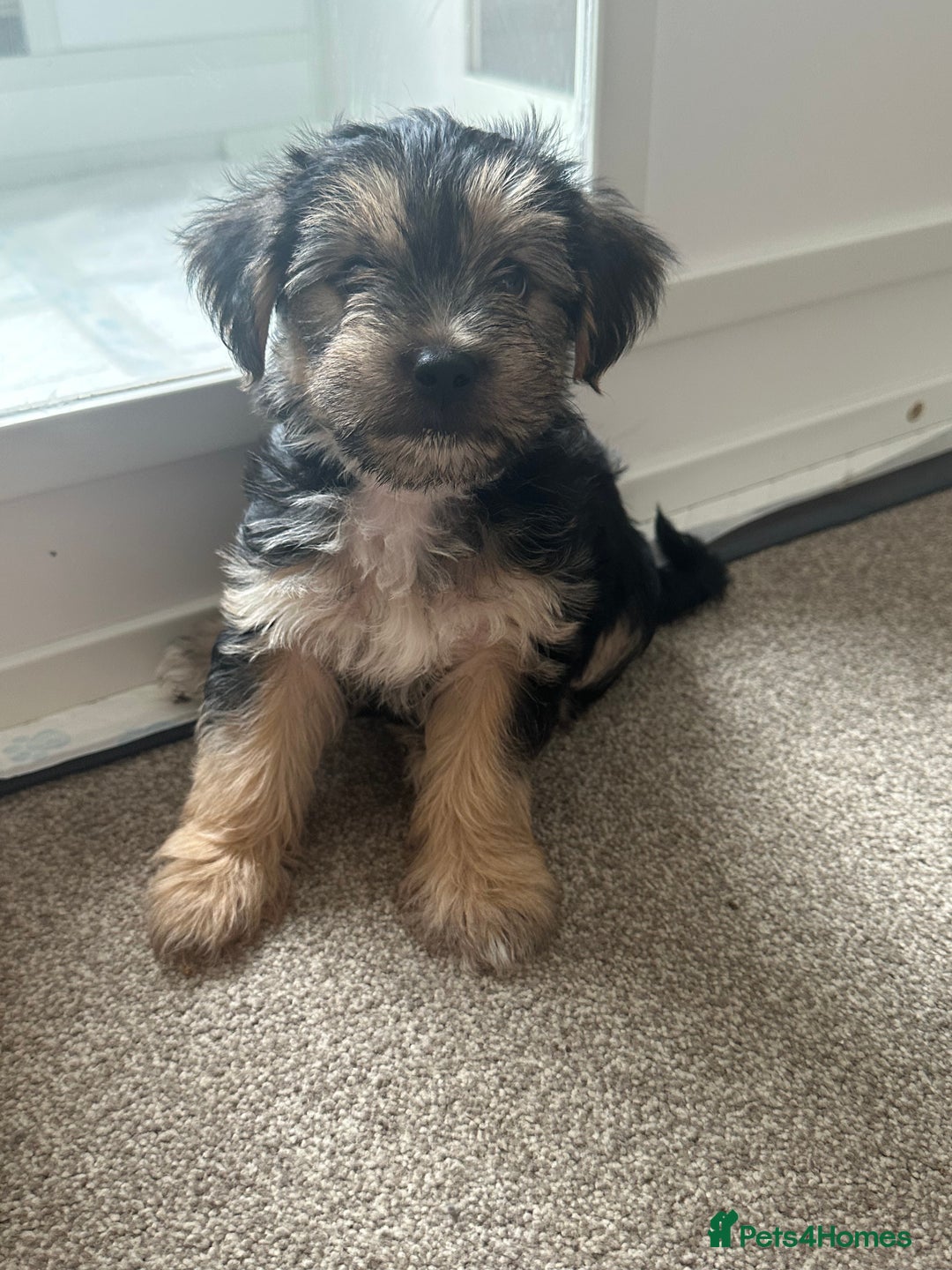 Morkie dogs for sale: Morkie male - Image 3