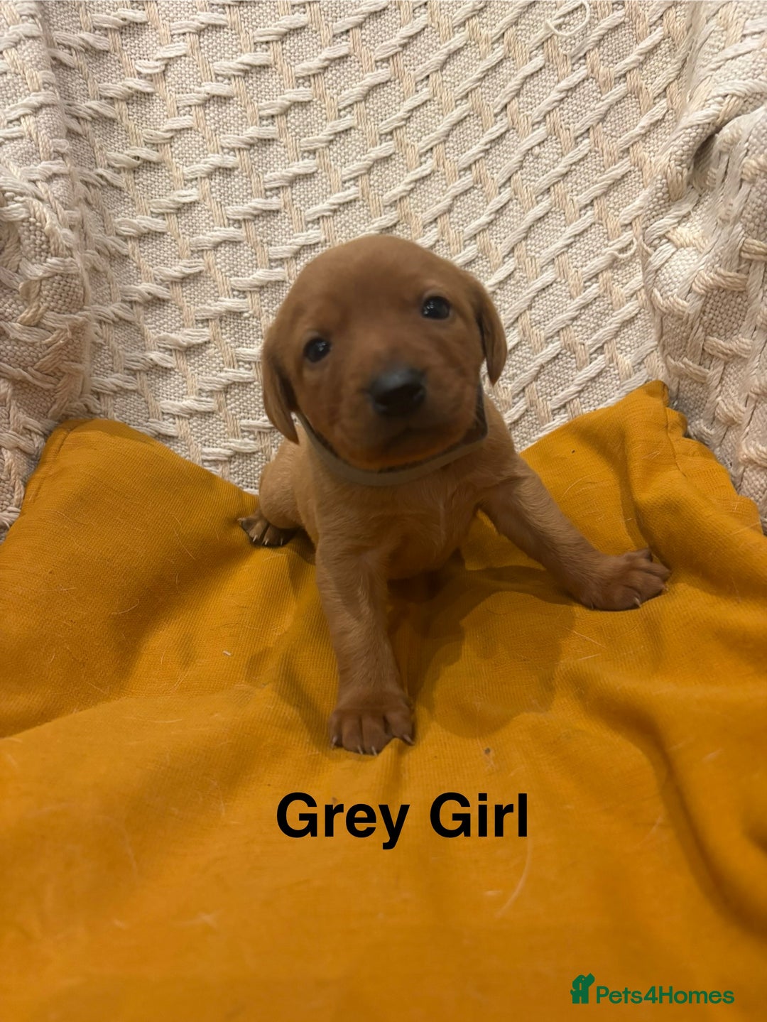 Labrador Retriever dogs for sale: 🐾 Working Fox Red Labrador Puppies for Sale!🐾 - Advert 8
