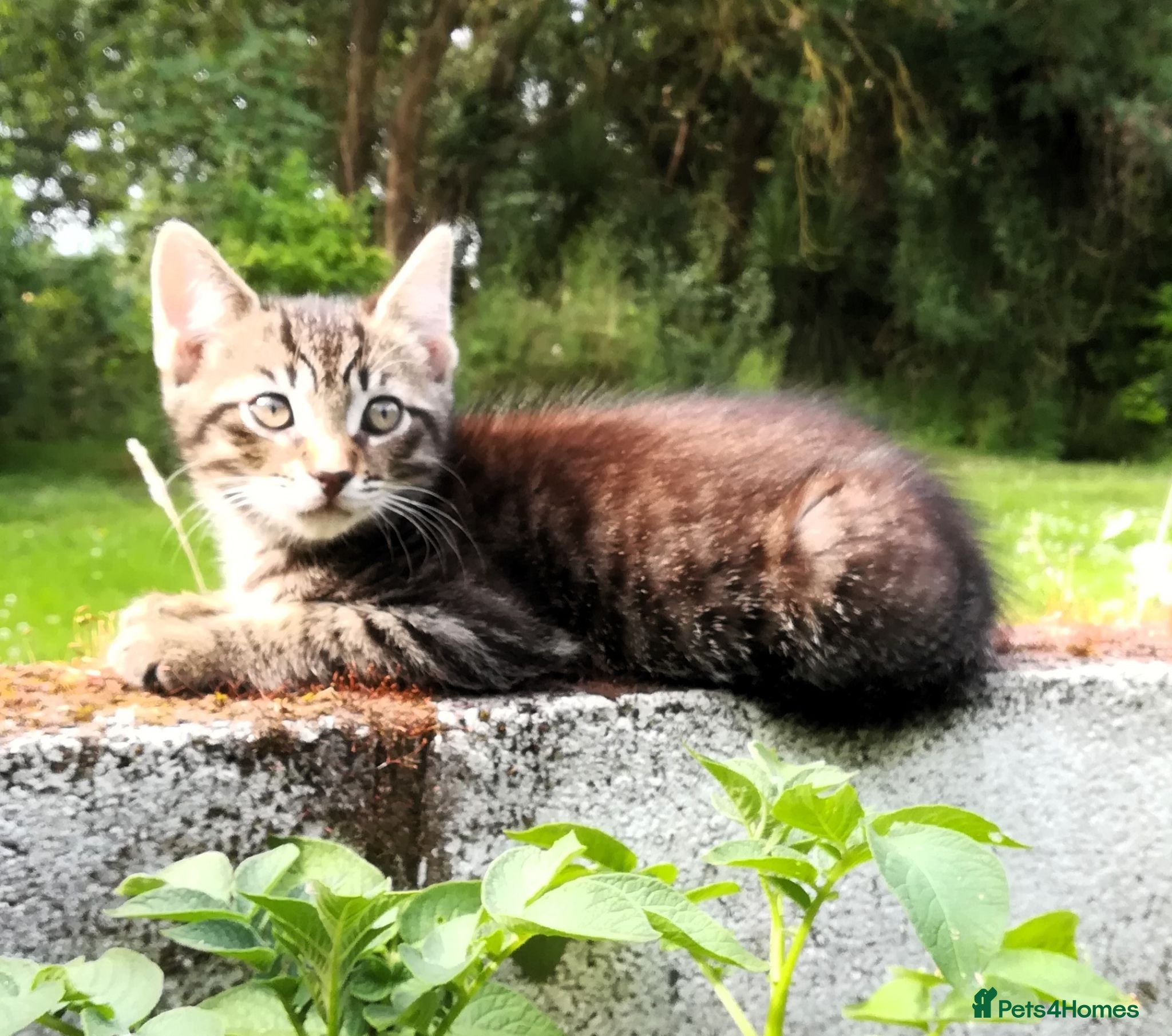 Mixed Breed cats ONLY ONE AMAZING, BEAUTIFUL, CLEVER, KITTEN LEFT - Advert 1