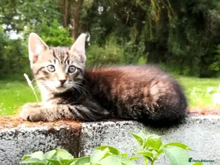 Mixed Breed cats ONLY ONE AMAZING, BEAUTIFUL, CLEVER, KITTEN LEFT - Advert 3