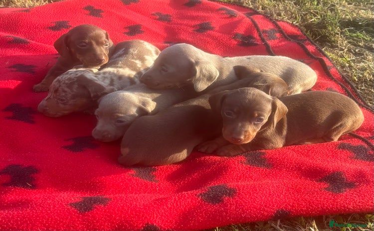 Miniature Dachshund dogs - Advert 15