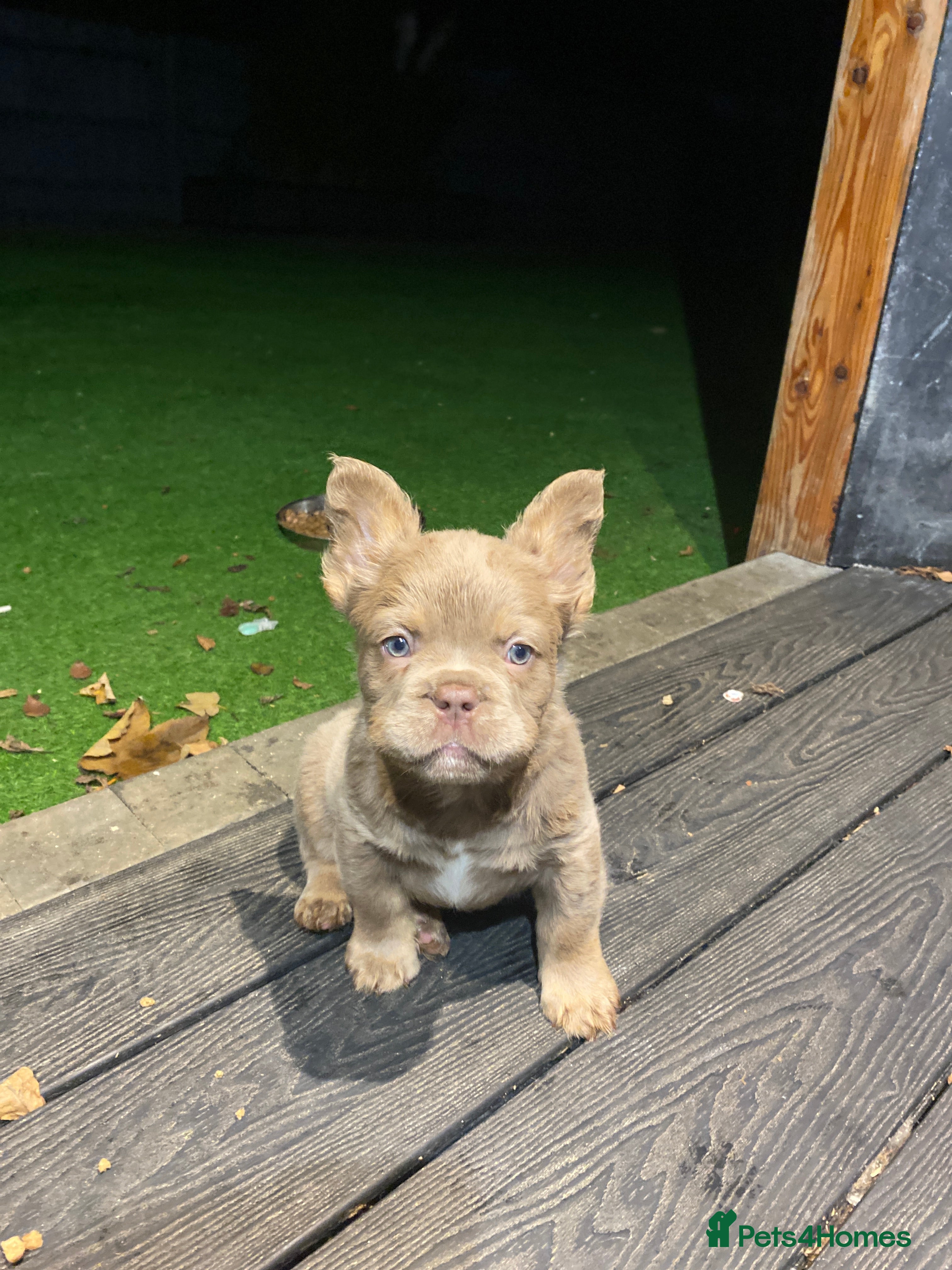 French Bulldog dogs READY TO LEAVE 2 GIRLS LEFT FLUFFY FRENCH BULLDOGS - Advert 1