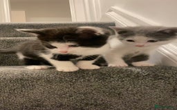 Himalayan cats for sale: Himalayan x Maine Coon Kittens – Ready Soon! - Image 13