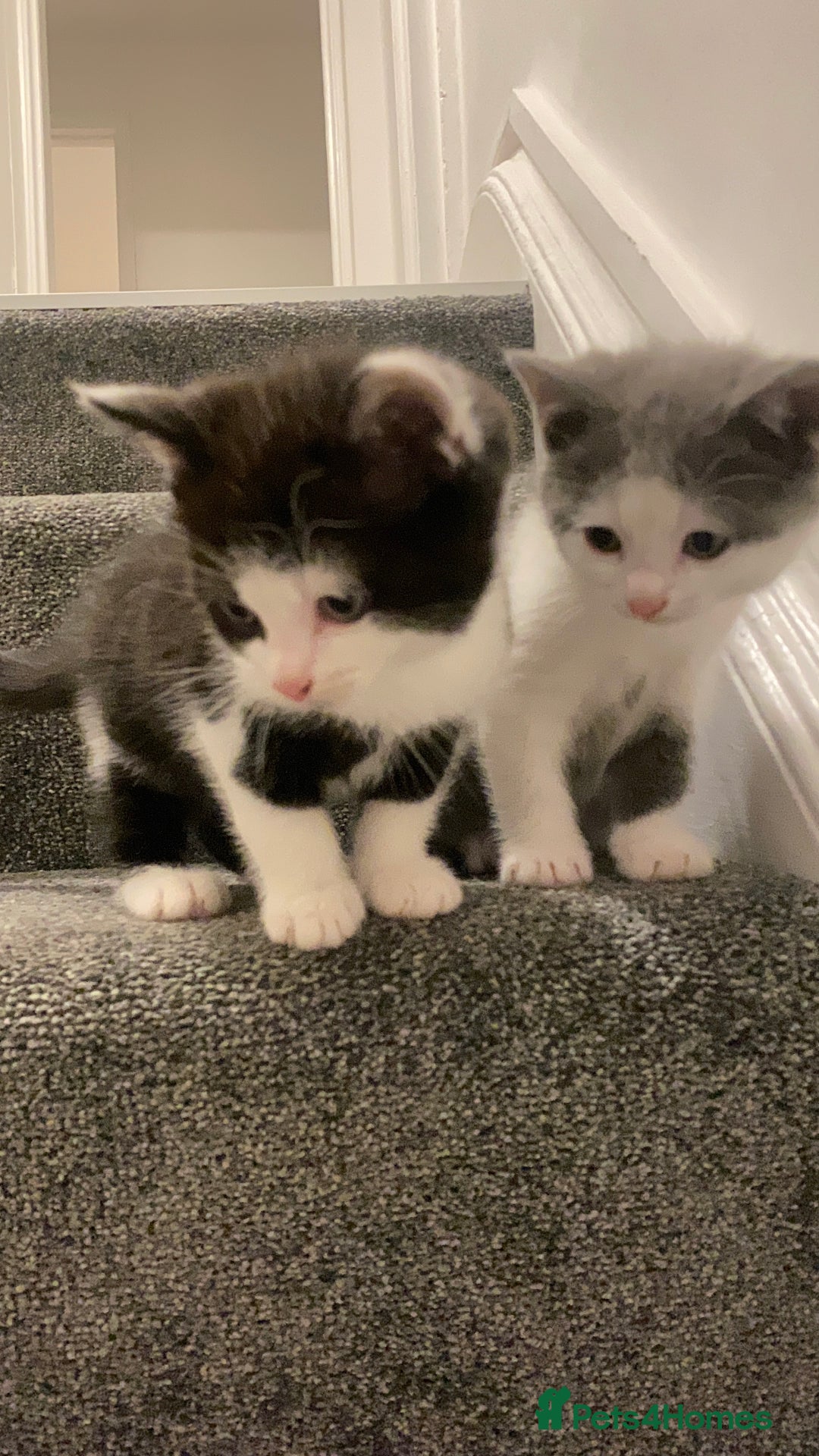 Himalayan cats for sale: Himalayan x Maine Coon Kittens – Ready Soon! - Image 13
