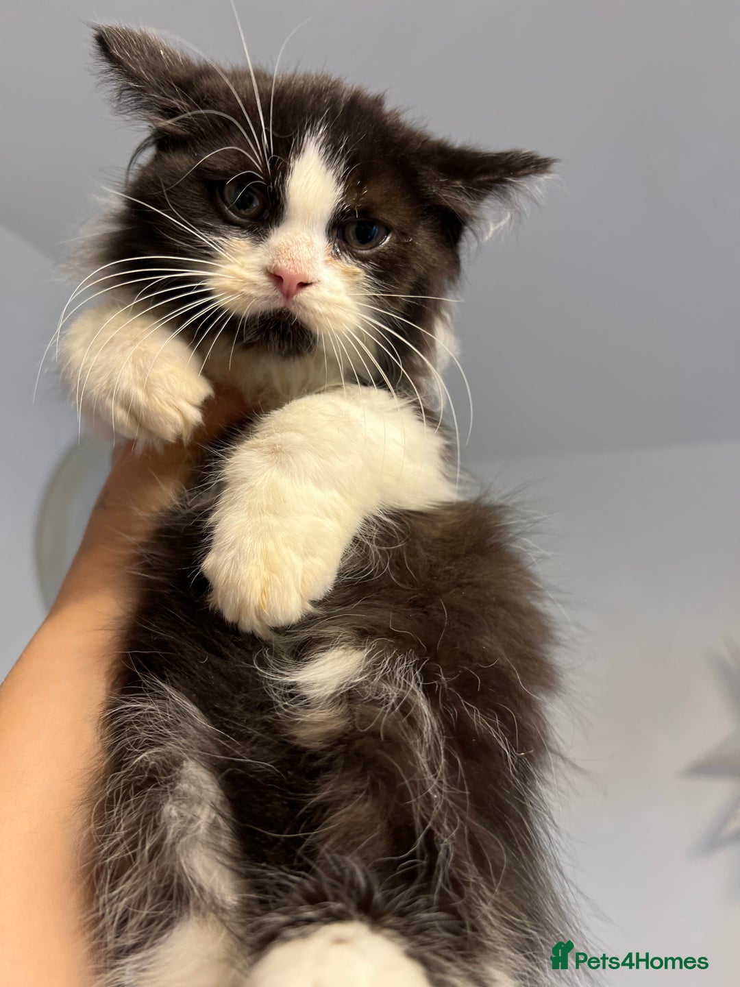 British Shorthair cats for sale: British short hair mixed kittens  - Image 21