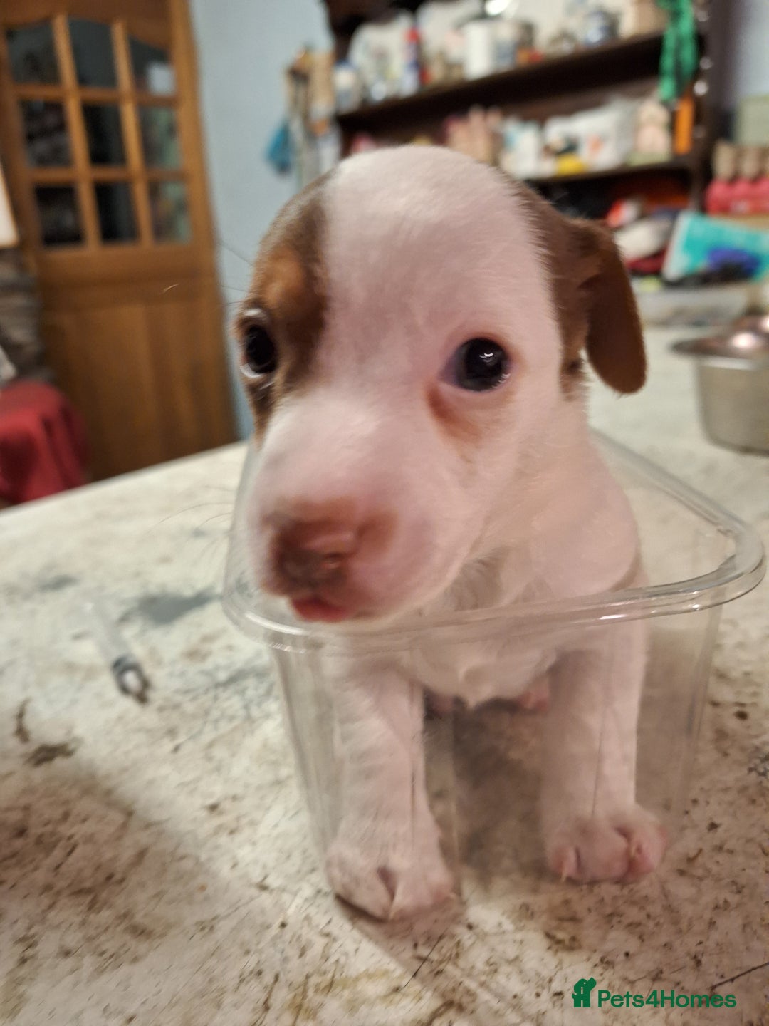 Jack Russell dogs for sale: Jack Russell Puppies  - Advert 6