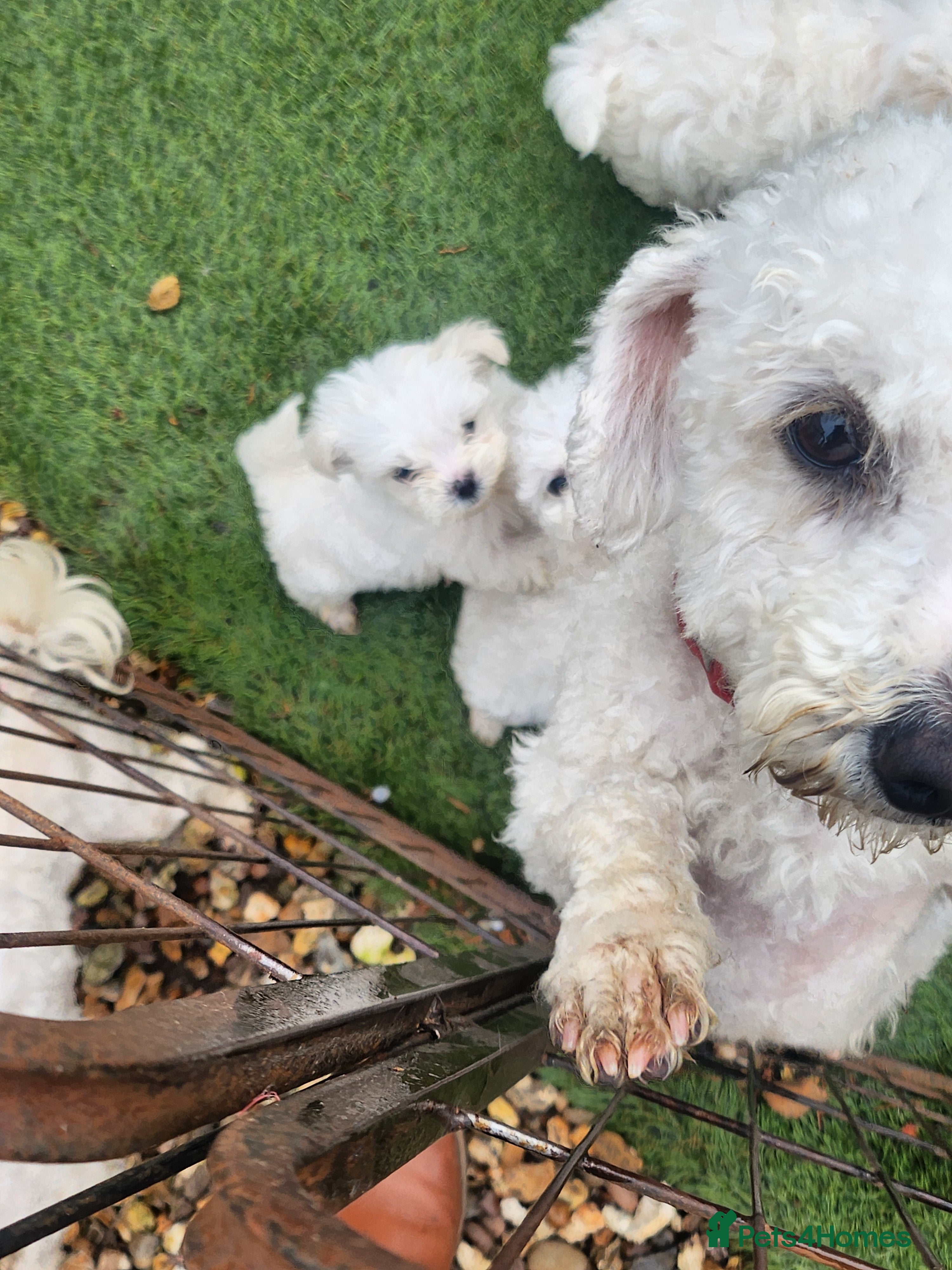 Mixed Breed dogs Bichion x maltese puppys - Advert 10