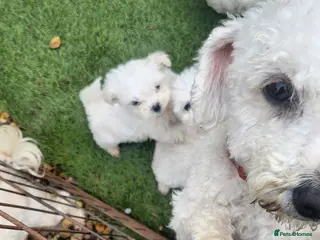Mixed Breed dogs Bichion x maltese puppys - Advert 6