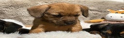 Mixed Breed dogs for sale: Stunning Norfolk terrier x miniature dachshund  - Advert 10