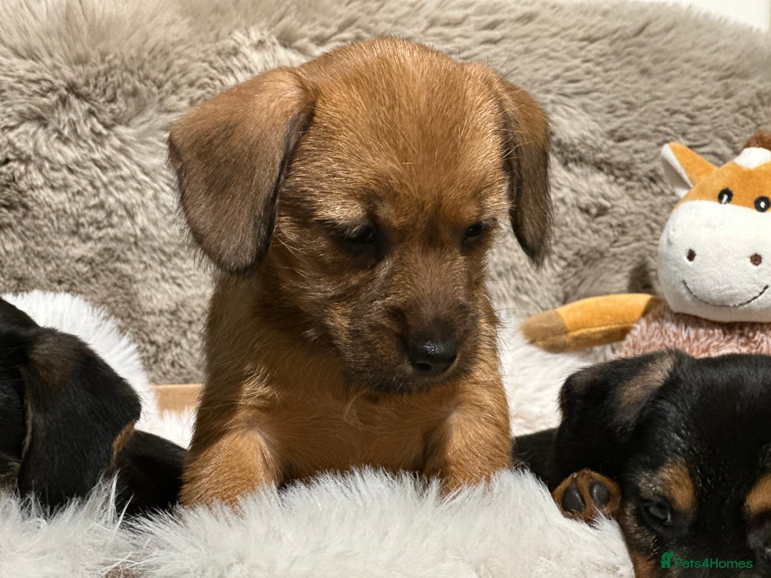 Mixed Breed dogs for sale: Stunning Norfolk terrier x miniature dachshund  - Advert 10
