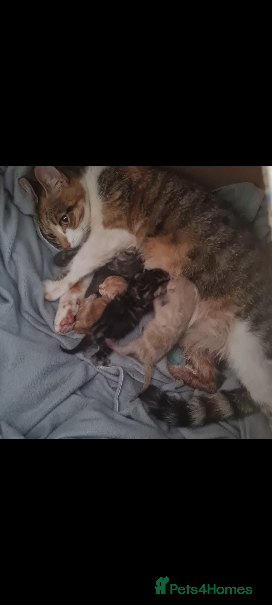 Mixed Breed cats for sale: Beautiful fluffy kittens - Image 8