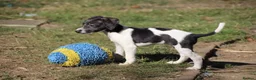 Mixed Breed dogs for sale: Beddy whippet second generation in Poulton-le-Fylde - Advert 6