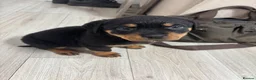 Rottweiler dogs for sale: 🐾🐶 beautifulRottweiler puppies 3 Girls Left🐶🐾 - Advert 36