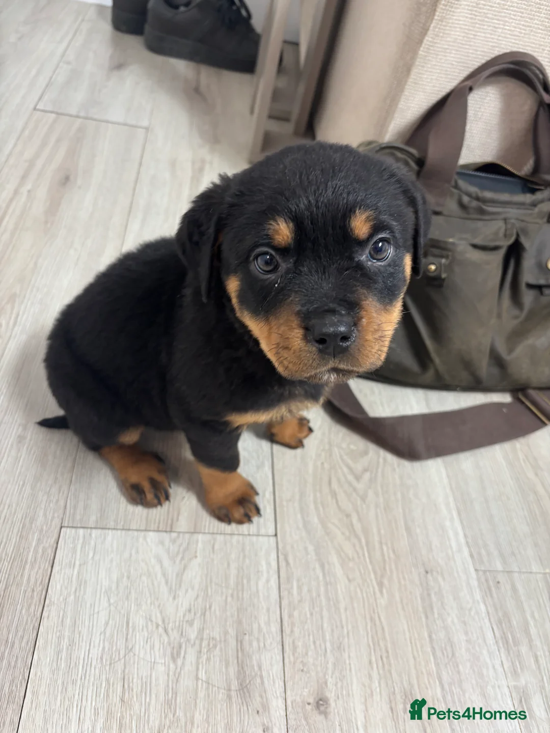 Rottweiler dogs for sale: 🐾🐶 beautifulRottweiler puppies 3 Girls Left🐶🐾 - Advert 36