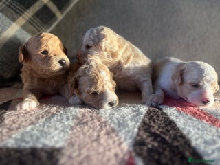 Poochon dogs for sale: Adorable Poochon Puppies - Advert 1