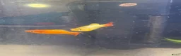 Platies fish for sale: Platy fish for sale in Middlesbrough - Advert 4