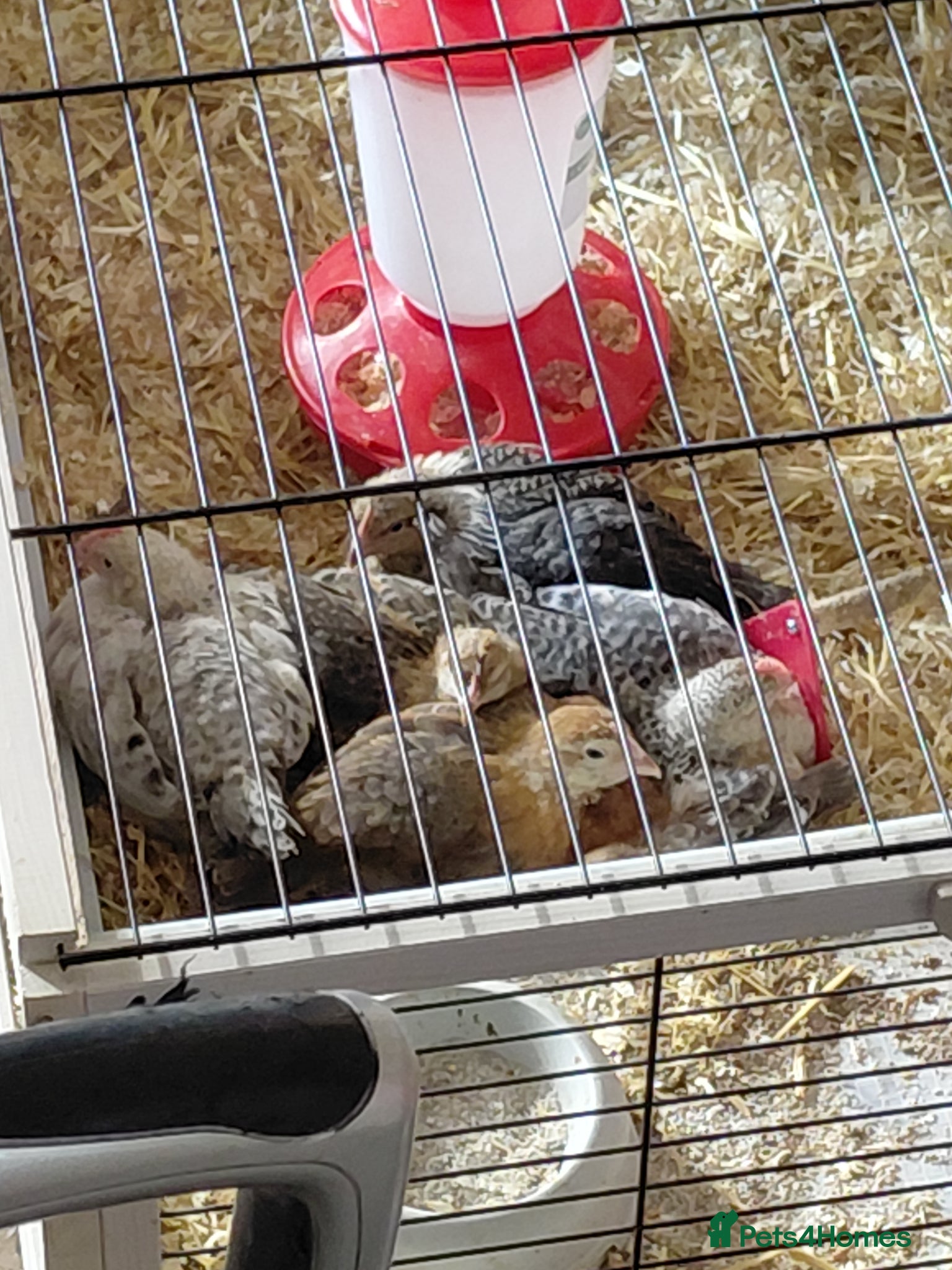 Chickens poultry for sale: Two cream.legbar cockerals.for sale - Advert 1
