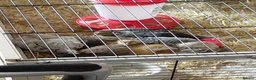 Chickens poultry for sale: Two cream.legbar cockerals.for sale in Bridgend - Advert 1
